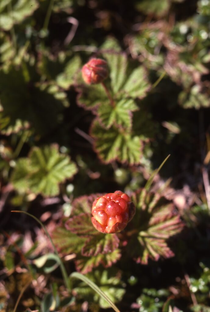 A reddish-orange berry on a stalk is in focus in the centre of the image. In the background a similar berry is somewhat out of focus.